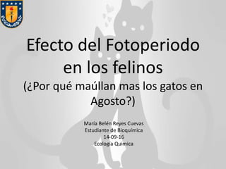 Efecto del Fotoperiodo 
en los felinos 
(¿Por qué maúllan mas los gatos en 
Agosto?) 
María Belén Reyes Cuevas 
Estudiante de Bioquímica 
14-09-16 
Ecología Quimica 
 