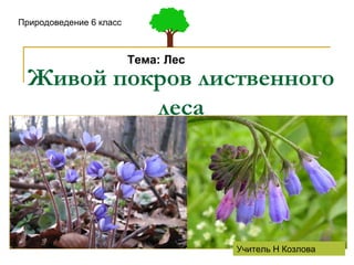 Живой покров лиственного леса Природоведение 6 класс Тема: Лес Учитель Н Козлова 