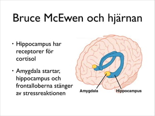 Bruce McEwen och hjärnan 
• Hippocampus har 
receptorer för 
cortisol 
• Amygdala startar, 
hippocampus och 
frontalloberna stänger 
av stressreaktionen 
 