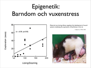 Epigenetik: 
Barndom och vuxenstress 
Maternal care during infancy regulates the development of neural 
systems mediating the expression of fearfulness in the rat 
Caldji & al, PNAS 1998 
 