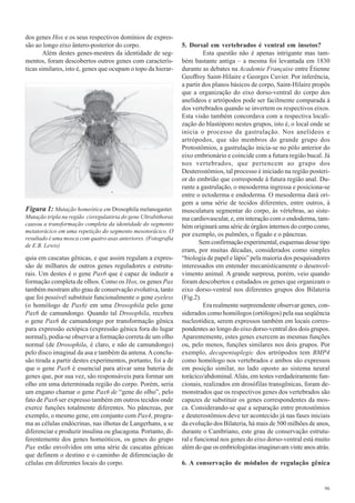 dos genes Hox e os seus respectivos domínios de expres-
são ao longo eixo ântero-posterior do corpo.                    5. Dorsal em vertebrados é ventral em insetos?
        Além destes genes-mestres da identidade de seg-                  Esta questão não é apenas intrigante mas tam-
mentos, foram descobertos outros genes com caracterís-          bém bastante antiga – a mesma foi levantada em 1830
ticas similares, isto é, genes que ocupam o topo da hierar-     durante as debates na Academie Française entre Étienne
                                                                Geoffroy Saint-Hilaire e Georges Cuvier. Por inferência,
                                                                a partir dos planos básicos de corpo, Saint-Hilaire propôs
                                                                que a organização do eixo dorso-ventral do corpo dos
                                                                anelídeos e artrópodos pode ser facilmente comparada à
                                                                dos vertebrados quando se invertem os respectivos eixos.
                                                                Esta visão também concordava com a respectiva locali-
                                                                zação do blastóporo nestes grupos, isto é, o local onde se
                                                                inicia o processo da gastrulação. Nos anelídeos e
                                                                artrópodos, que são membros do grande grupo dos
                                                                Protostômios, a gastrulação inicia-se no pólo anterior do
                                                                eixo embrionário e coincide com a futura região bucal. Já
                                                                nos vertebrados, que pertencem ao grupo dos
                                                                Deuterostômios, tal processo é iniciado na região posteri-
                                                                or do embrião que corresponde à futura região anal. Du-
                                                                rante a gastrulação, o mesoderma ingressa e posiciona-se
                                                                entre o ectoderma e endoderma. O mesoderma dará ori-
                                                                gem a uma série de tecidos diferentes, entre outros, à
Figura 1: Mutação homeótica em Drosophila melanogaster.         musculatura segmentar do corpo, às vértebras, ao siste-
Mutação tripla na região cisregulatória do gene Ultrabithorax   ma cardiovascular, e, em interação com o endoderma, tam-
causou a transformação completa da identidade do segmento       bém originará uma série de órgãos internos do corpo como,
metatorácico em uma repetição do segmento mesotorácico. O
                                                                por exemplo, os pulmões, o fígado e o pâncreas.
resultado é uma mosca com quatro asas anteriores. (Fotografia
de E.B. Lewis)
                                                                        Sem confirmação experimental, esquemas desse tipo
                                                                eram, por muitas décadas, considerados como simples
quia em cascatas gênicas, e que assim regulam a expres-         “biologia de papel e lápis” pela maioria dos pesquisadores
são de milhares de outros genes reguladores e estrutu-          interessados em entender mecanisticamente o desenvol-
rais. Um destes é o gene Pax6 que é capaz de induzir a          vimento animal. A grande surpresa, porém, veio quando
formação completa de olhos. Como os Hox, os genes Pax           foram descobertos e estudados os genes que organizam o
também mostram alto grau de conservação evolutiva, tanto        eixo dorso-ventral nos diferentes grupos dos Bilateria
que foi possível substituir funcionalmente o gene eyeless       (Fig.2).
(o homólogo de Pax6) em uma Drosophila pelo gene                         Era realmente surpreendente observar genes, con-
Pax6 de camundongo. Quando tal Drosophila, recebeu              siderados como homólogos (ortólogos) pela sua seqüência
o gene Pax6 de camundongo por transformação gênica              nucleotídica, serem expressos também em locais corres-
para expressão ectópica (expressão gênica fora do lugar         pondentes ao longo do eixo dorso-ventral dos dois grupos.
normal), podia-se observar a formação correta de um olho        Aparentemente, estes genes exercem as mesmas funções
normal (de Drosophila, é claro, e não de camundongo)            ou, pelo menos, funções similares nos dois grupos. Por
pelo disco imaginal da asa e também da antena. A conclu-        exemplo, decapentaplegic dos artrópodos tem BMP4
são tirada a partir destes experimentos, portanto, foi a de     como homólogo nos vertebrados e ambos são expressos
que o gene Pax6 é essencial para ativar uma bateria de          em posição similar, no lado oposto ao sistema neural
genes que, por sua vez, são responsáveis para formar um         torácico/abdominal. Aliás, em testes verdadeiramente fun-
olho em uma determinada região do corpo. Porém, seria           cionais, realizados em drosófilas transgênicas, foram de-
um engano chamar o gene Pax6 de “gene do olho”, pelo            monstrados que os respectivos genes dos vertebrados são
fato de Pax6 ser expresso também em outros tecidos onde         capazes de substituir os genes correspondentes da mos-
exerce funções totalmente diferentes. No pâncreas, por          ca. Considerando-se que a separação entre protostômios
exemplo, o mesmo gene, em conjunto com Pax4, progra-            e deuterostômios deve ter acontecido já nas fases iniciais
ma as células endócrinas, nas ilhotas de Langerhans, a se       da evolução dos Bilateria, há mais de 500 milhões de anos,
diferenciar e produzir insulina ou glucagona. Portanto, di-     durante o Cambriano, este grau de conservação estrutu-
ferentemente dos genes homeóticos, os genes do grupo            ral e funcional nos genes do eixo dorso-ventral está muito
Pax estão envolvidos em uma série de cascatas gênicas           além do que os embriologistas imaginavam vinte anos atrás.
que definem o destino e o caminho de diferenciação de
células em diferentes locais do corpo.                          6. A conservação de módulos de regulação gênica


                                                                                                                       96
 