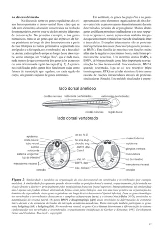 no desenvolvimento                                                       Em contraste, os genes do grupo Pax e os genes
        Na discussão sobre os genes reguladores dos ei-          apresentados como elementos organizadores do eixo dor-
xos ântero-posterior e dorso-ventral ficou claro que se          so-ventral são expressos apenas transitoriamente durante
lida com elementos altamente conservados na evolução             determinados períodos da organogênese. Muitos destes
dos metazoários, porém trata-se de dois modos diferentes         genes codificam proteínas sinalizadoras e os seus respec-
de conservação. No primeiro exemplo, a dos genes                 tivos receptores e, assim, representam módulos integra-
homeóticos, trata-se de genes que são expressos de for-          dos que constituem verdadeiras redes de sinalização inter
ma persistente ao longo do eixo ântero-posterior a partir        e intracelular. Exemplos interessantes são as proteínas
da fase filotípica (a banda germinativa segmentada nos           morfogenéticas dos ossos (bone morphogenetic proteins,
artrópodos e a faríngula, nos vertebrados) até a fase adul-      as BMPs). Esta família de proteínas tem funções muito
ta. Assim, cada região do corpo ao longo desse eixo rece-        além das de regular o crescimento ósseo, onde foram pri-
be, como estampa, um “código Hox”, que é nada mais,              meiramente descritas. Um membro destas BMPs, a
nada menos do que a somatória dos genes Hox expressos            BMP4, já foi mencionado como fator importante na orga-
em uma determinada região do corpo (Fig. 3). As proteí-          nização do eixo dorso-ventral. Funcionalmente, BMP4,
nas codificadas pelos genes Hox funcionam todas como             quando secretada, liga-se ao seu receptor (tipo
fatores de transcrição que regulam, em cada região do            tirosinaquinase, RTK) nas células vizinhas e lá inicia uma
corpo, um grande conjunto de genes estruturais.                  cascata de reações intracelulares através de proteínas
                                                                 sinalizadoras (Smads). Este módulo sinalizador é empre-




Figura 2: Similaridade e paralelos na organização do eixo dorsoventral em vertebrados e invertebrados (por exemplo,
anelídeo). A similaridade fica aparente quando são invertidas as posições dorsal e ventral, respectivamente, já foi notada nos
séculos dezoito e dezenove, principalmente pelos morfologistas franceses (painel superior). Interessantemente, tal similaridade
não é apenas um produto virtual, abstraído de formas reais pelos biólogos, mas tem uma base genética na organização dos
domínios de expressão de vários genes reguladores ao longo do eixo dorsoventral (painel inferior). Entre os genes homólogos
nos vertebrados e invertebrados destacam-se o complexo achaete-scute (as-sc) e o sistema Notch-Delta (N-D), envolvidos na
determinação do sistema neural. Os genes BMP4 e decapentaplegic (dpp) estão envolvidos na diferenciação de estruturas
latero-dorsais e de estruturas derivadas da interação ectoderma-mesoderma. Desta interação também participam os genes
sonic hedgehog (shh) e hedgehog (hh). No mesoderma ventral, os genes Csx e tinman determinam a diferenciação do sistema
cardiovascular nos vertebrados e invertebrados, respectivamente (modificado de Gerhart e Kirschner, 1997, Development,
Genes and Evolution, Blackwell - copyright).



                                                                                                                            97
 