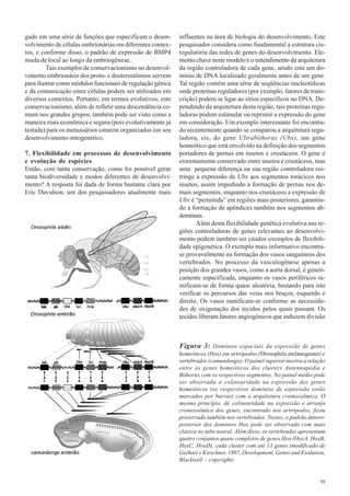 gado em uma série de funções que especificam o desen-       influentes na área de biologia do desenvolvimento. Este
volvimento de células embrionárias em diferentes contex-    pesquisador considera como fundamental a estrutura cis-
tos, e conforme disso, o padrão de expressão de BMP4        regulatória das redes de genes do desenvolvimento. Ele-
muda de local ao longo da embriogênese,                     mento chave neste modelo é o entendimento da arquitetura
         Tais exemplos de conservacionismo no desenvol-     da região controladora de cada gene, sendo esta um do-
vimento embrionário dos proto- e deuterostômios servem      mínio de DNA localizado geralmente antes de um gene.
para ilustrar como módulos funcionais de regulação gênica   Tal região contém uma série de seqüências nucleotídicas
e da comunicação entre células podem ser utilizados em      onde proteínas reguladores (por exemplo, fatores de trans-
diversos contextos. Portanto, em termos evolutivos, este    crição) podem se ligar ao sítios específicos no DNA. De-
conservacionismo, além de refletir uma descendência co-     pendendo da arquitetura desta região, tais proteínas regu-
mum nos grandes grupos, também pode ser visto como a        ladoras podem estimular ou reprimir a expressão do gene
maneira mais econômica e segura (pois evolutivamente já     em consideração. Um exemplo interessante foi encontra-
testada) para os metazoários estarem organizados em seu     do recentemente quando se comparou a arquitetura regu-
desenvolvimento ontogenético.                               ladora, cis, do gene Ultrabithorax (Ubx), um gene
                                                            homeótico que está envolvido na definição dos segmentos
7. Flexibilidade em processos de desenvolvimento            portadores de pernas em insetos e crustáceos. O gene é
e evolução de espécies                                      extremamente conservado entre insetos e crustáceos, mas
Então, com tanta conservação, como foi possível gerar       uma pequena diferença na sua região controladora res-
tanta biodiversidade e modos diferentes de desenvolvi-      tringe a expressão de Ubx aos segmentos torácicos nos
mento? A resposta foi dada de forma bastante clara por      insetos, assim impedindo a formação de pernas nos de-
Eric Davidson, um dos pesquisadores atualmente mais         mais segmentos, enquanto nos crustáceos a expressão de
                                                            Ubx é “permitida” em regiões mais posteriores, garantin-
                                                            do a formação de apêndices também nos segmentos ab-
                                                            dominais.
                                                                   Além desta flexibilidade genética evolutiva nas re-
                                                            giões controladoras de genes relevantes ao desenvolvi-
                                                            mento podem também ser citados exemplos de flexibili-
                                                            dade epigenética. O exemplo mais informativo encontra-
                                                            se provavelmente na formação dos vasos sanguíneos dos
                                                            vertebrados. No processo da vasculogênese apenas a
                                                            posição dos grandes vasos, como a aorta dorsal, é geneti-
                                                            camente especificada, enquanto os vasos periféricos ra-
                                                            mificam-se de forma quase aleatória, bastando para isto
                                                            verificar os percursos das veias nos braços, esquerdo e
                                                            direito. Os vasos ramificam-se conforme as necessida-
                                                            des de oxigenação dos tecidos pelos quais passam. Os
                                                            tecidos liberam fatores angiogênicos que induzem divisão



                                                            Figura 3: Domínios espaciais da expressão de genes
                                                            homeóticos (Hox) em artrópodos (Drosophila melanogaster) e
                                                            vertebrados (camundongo). O painel superior mostra a relação
                                                            entre os genes homeóticos dos clusters Antennapedia e
                                                            Bithorax com os respectivos segmentos. No painel médio pode
                                                            ser observada a colinearidade na expressão dos genes
                                                            homeóticos (os respectivos domínios de expressão estão
                                                            marcados por barras) com a arquitetura cromossômica. O
                                                            mesmo princípio, de colinearidade na expressão e arranjo
                                                            cromossômico dos genes, encontrado nos artrópodos, ficou
                                                            preservado também nos vertebrados. Nestes, o padrão ântero-
                                                            posterior dos domínios Hox pode ser observado com mais
                                                            clareza no tubo neural. Além disso, os vertebrados apresentam
                                                            quatro conjuntos quase completos de genes Hox (HoxA, HoxB,
                                                            HoxC, HoxD), cada cluster com até 13 genes (modificado de
                                                            Gerhart e Kirschner, 1997, Development, Genes and Evolution,
                                                            Blackwell - copyright).


                                                                                                                      98
 