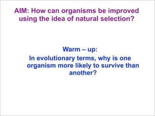 AIM: How can organisms be improved
 using the idea of natural selection?



               Warm – up:
    In evolutionary terms, why is one
   organism more likely to survive than
                 another?