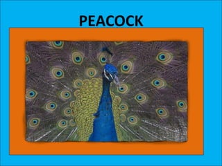 PEACOCK
 