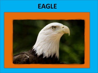 EAGLE
 