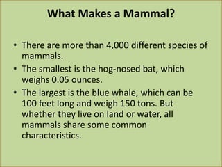 What Makes a Mammal?
• There are more than 4,000 different species of
mammals.
• The smallest is the hog-nosed bat, which
weighs 0.05 ounces.
• The largest is the blue whale, which can be
100 feet long and weigh 150 tons. But
whether they live on land or water, all
mammals share some common
characteristics.
 