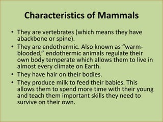 Characteristics of Mammals
• They are vertebrates (which means they have
abackbone or spine).
• They are endothermic. Also known as “warm-
blooded,” endothermic animals regulate their
own body temperate which allows them to live in
almost every climate on Earth.
• They have hair on their bodies.
• They produce milk to feed their babies. This
allows them to spend more time with their young
and teach them important skills they need to
survive on their own.
 