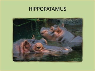 HIPPOPATAMUS
 