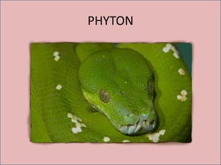 PHYTON
 