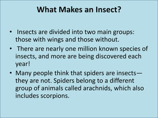 What Makes an Insect?
• Insects are divided into two main groups:
those with wings and those without.
• There are nearly one million known species of
insects, and more are being discovered each
year!
• Many people think that spiders are insects—
they are not. Spiders belong to a different
group of animals called arachnids, which also
includes scorpions.
 