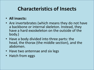 Characteristics of Insects
• All insects:
• Are invertebrates (which means they do not have
a backbone or internal skeleton. Instead, they
have a hard exoskeleton on the outside of the
body.)
• Have a body divided into three parts: the
head, the thorax (the middle section), and the
abdomen.
• Have two antennae and six legs
• Hatch from eggs
 
