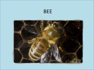 BEE
 