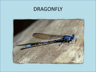 DRAGONFLY
 