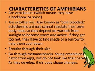 CHARACTERISTICS OF AMPHIBIANS
• Are vertebrates (which means they have
a backbone or spine)
• Are ectothermic. Also known as “cold-blooded,”
ectothermic animals cannot regulate their own
body heat, so they depend on warmth from
sunlight to become warm and active. If they get
too hot, they have to find shade or a burrow to
help them cool down.
• Breathe through their skin.
• Go through metamorphosis. Young amphibians
hatch from eggs, but do not look like their parents.
As they develop, their body shape changes.
 