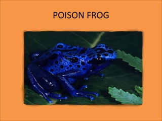 POISON FROG
 