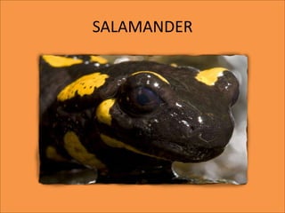 SALAMANDER
 