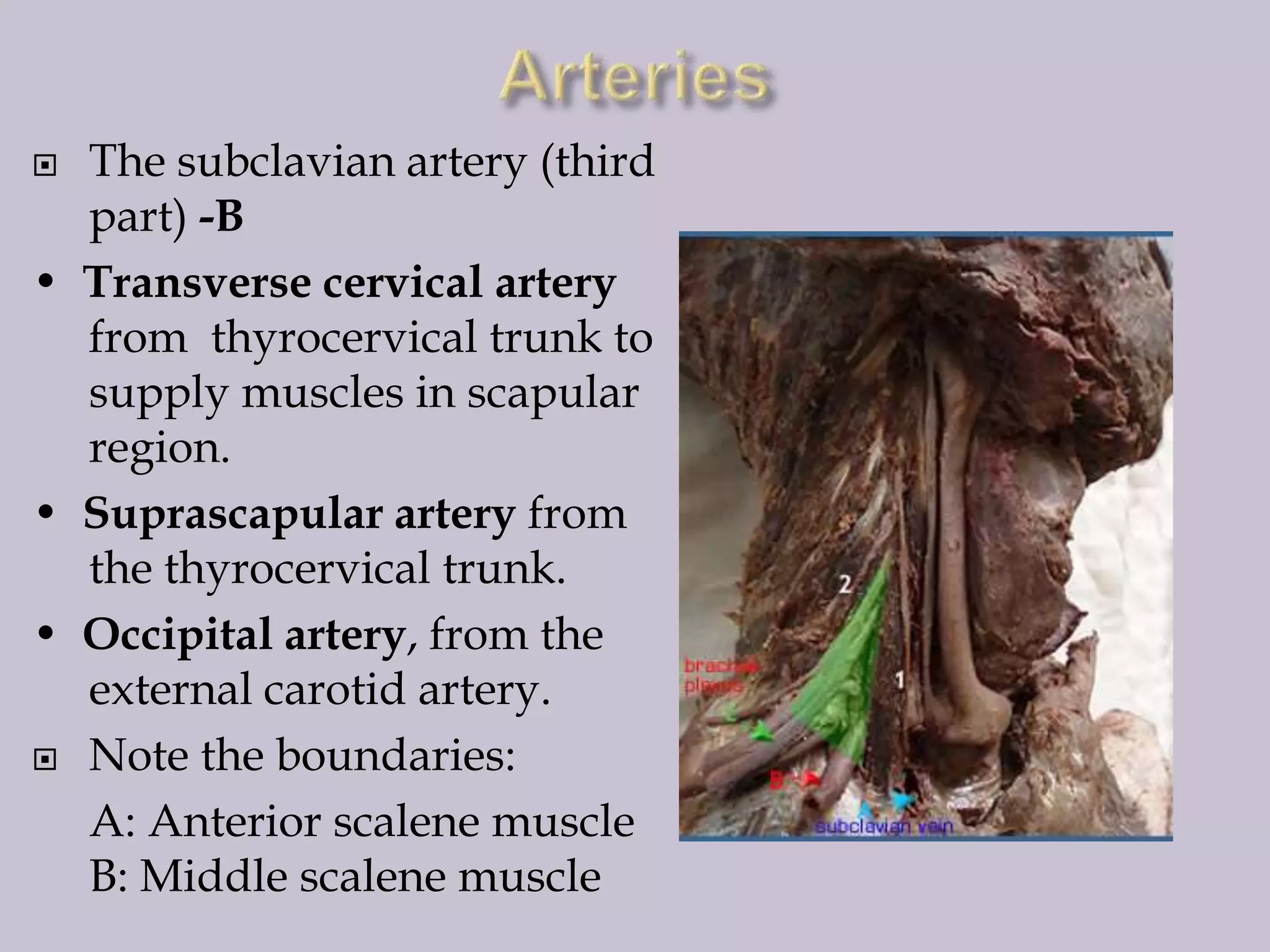 The subclavian artery (third
part) -B
• Transverse cervical artery
from thyrocervical trunk to
supply muscles in scapular
region.
• Suprascapular artery from
the thyrocervical trunk.
• Occipital artery, from the
external carotid artery.
 Note the boundaries:
A: Anterior scalene muscle
B: Middle scalene muscle


 