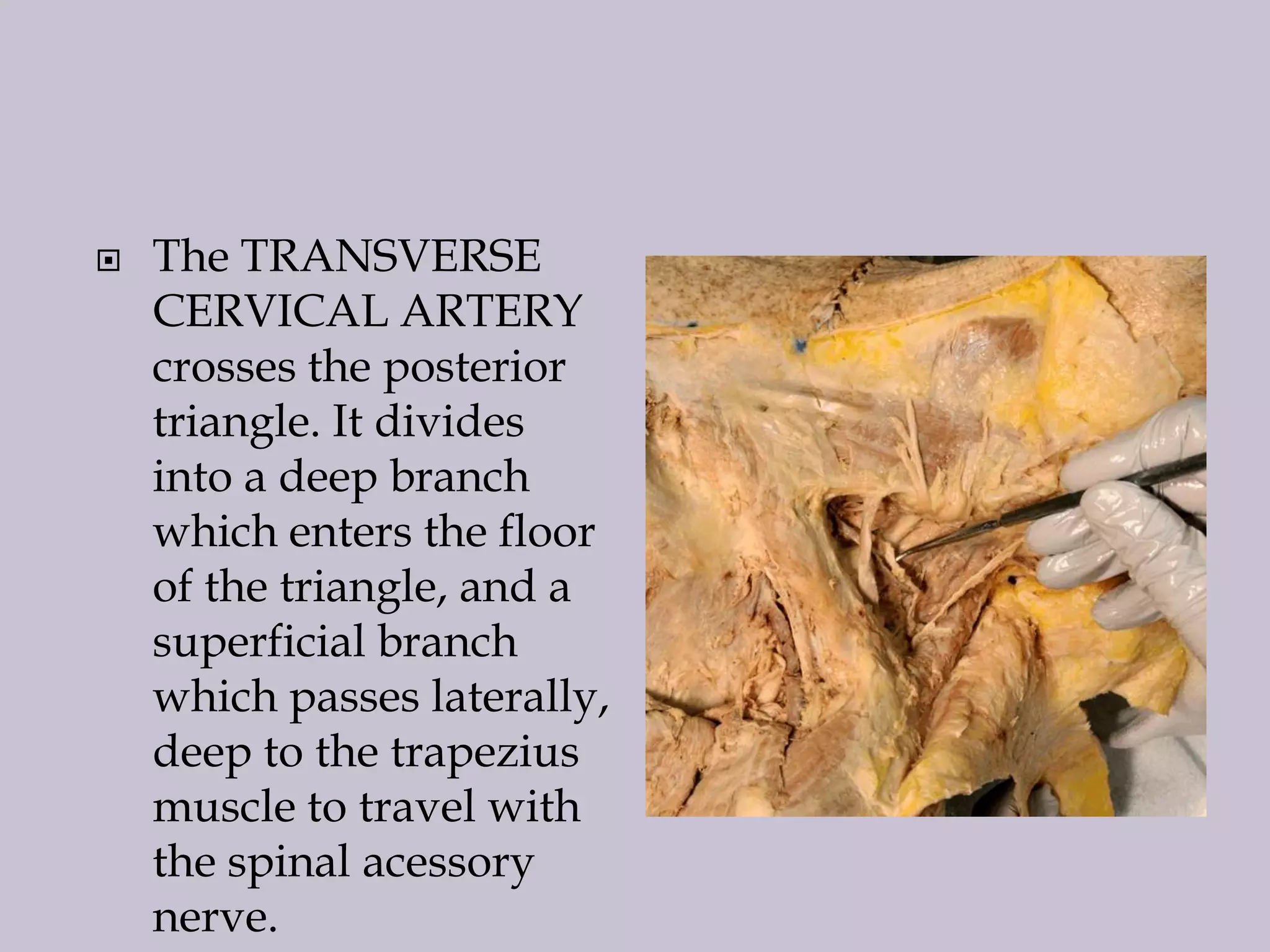 

The TRANSVERSE
CERVICAL ARTERY
crosses the posterior
triangle. It divides
into a deep branch
which enters the floor
of the triangle, and a
superficial branch
which passes laterally,
deep to the trapezius
muscle to travel with
the spinal acessory
nerve.

 