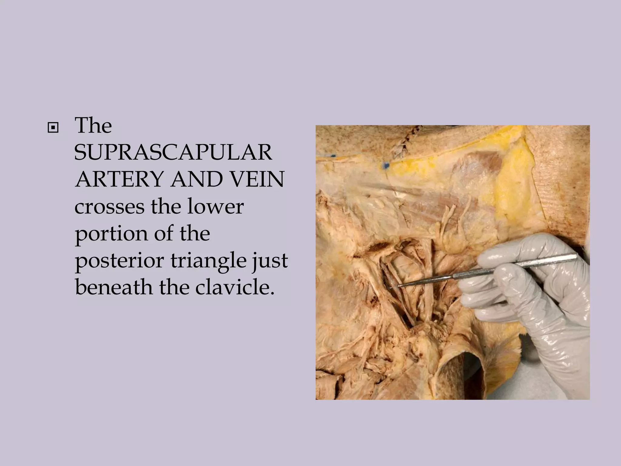 

The
SUPRASCAPULAR
ARTERY AND VEIN
crosses the lower
portion of the
posterior triangle just
beneath the clavicle.

 