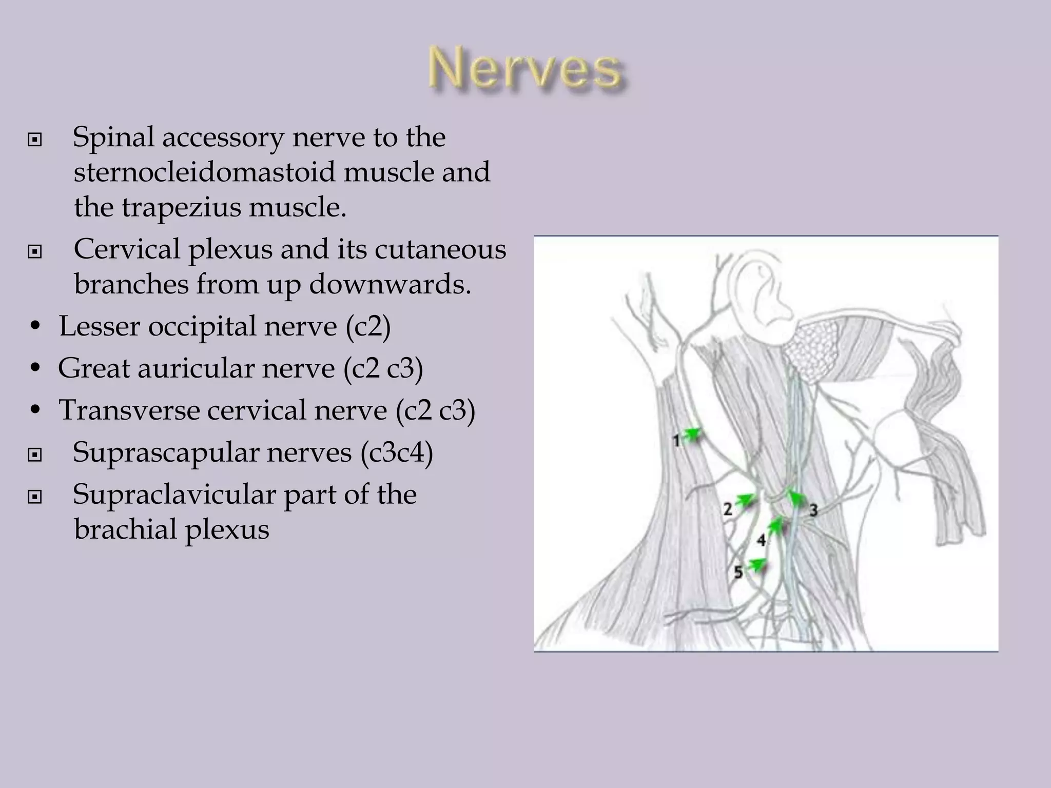 Spinal accessory nerve to the
sternocleidomastoid muscle and
the trapezius muscle.

Cervical plexus and its cutaneous
branches from up downwards.
• Lesser occipital nerve (c2)
• Great auricular nerve (c2 c3)
• Transverse cervical nerve (c2 c3)

Suprascapular nerves (c3c4)

Supraclavicular part of the
brachial plexus


 