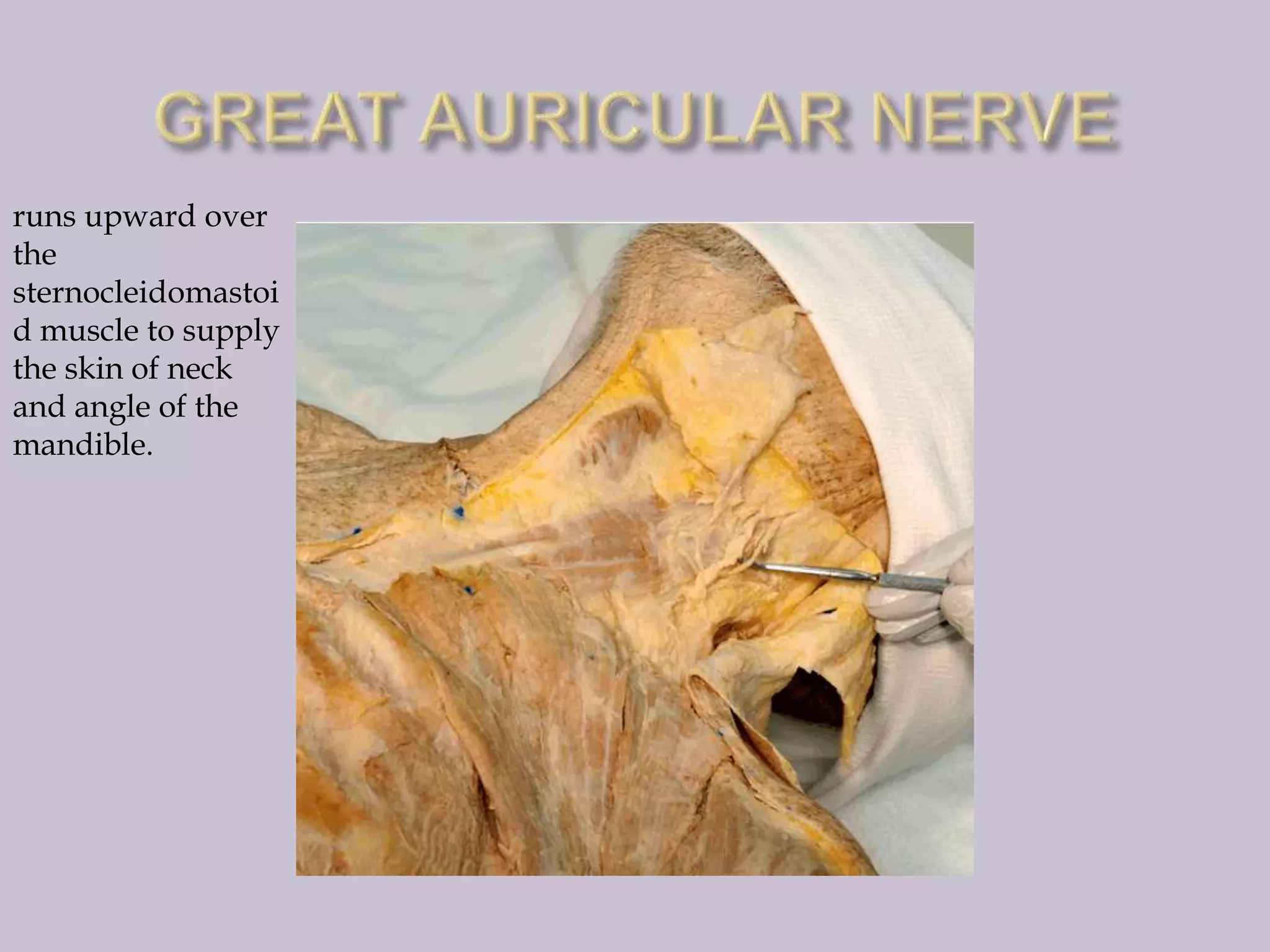 runs upward over
the
sternocleidomastoi
d muscle to supply
the skin of neck
and angle of the
mandible.

 