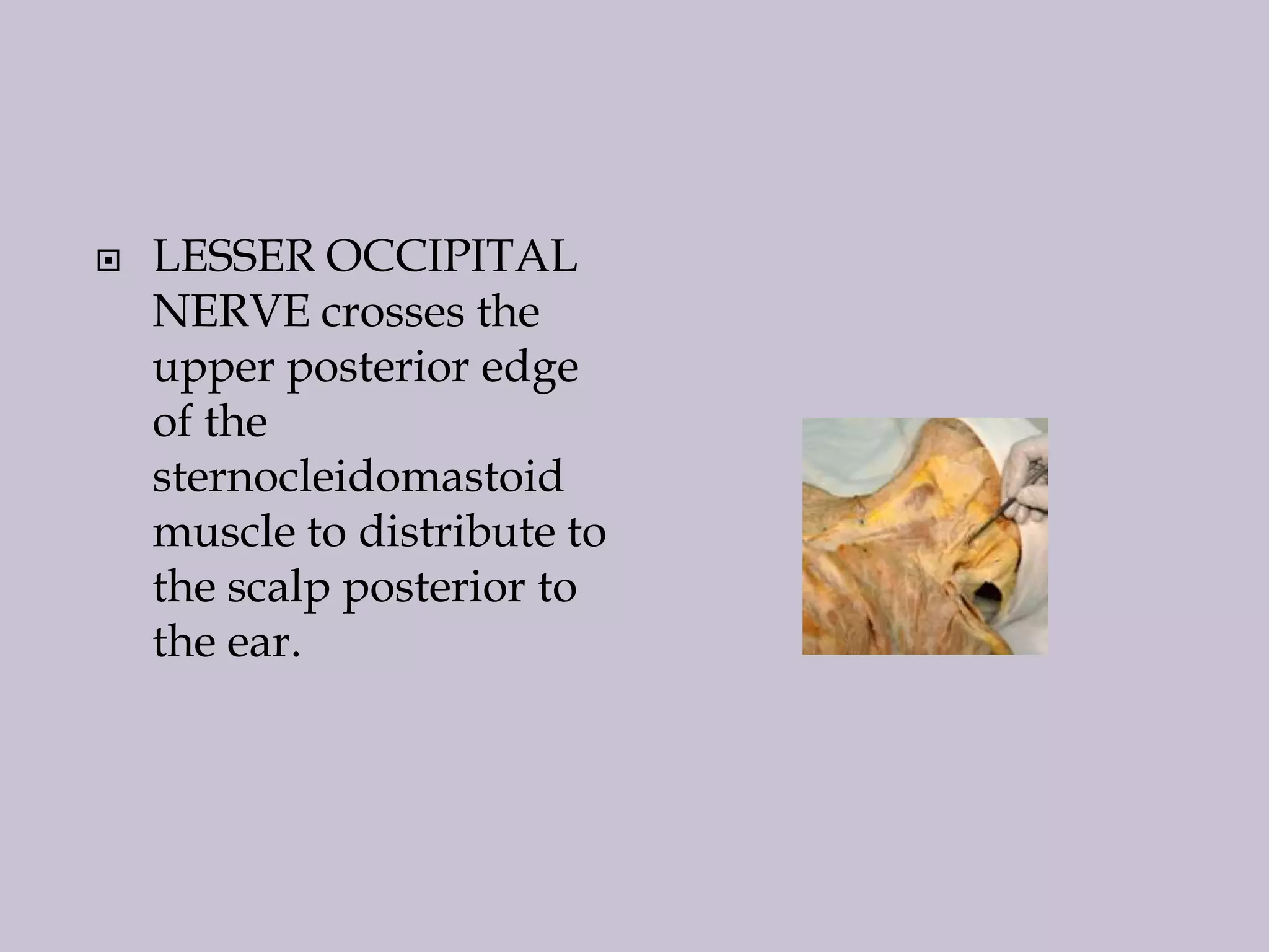 

LESSER OCCIPITAL
NERVE crosses the
upper posterior edge
of the
sternocleidomastoid
muscle to distribute to
the scalp posterior to
the ear.

 