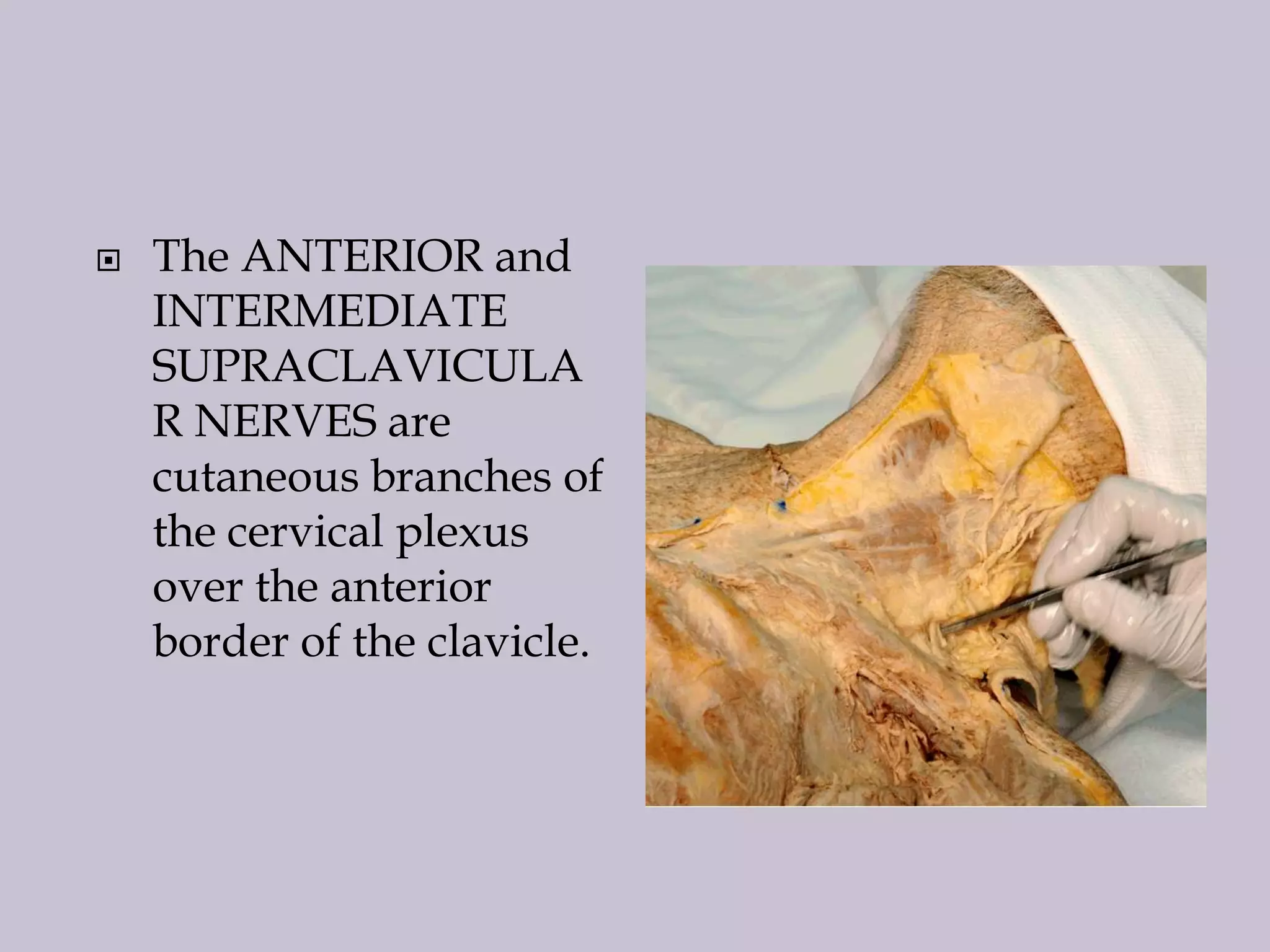 

The ANTERIOR and
INTERMEDIATE
SUPRACLAVICULA
R NERVES are
cutaneous branches of
the cervical plexus
over the anterior
border of the clavicle.

 