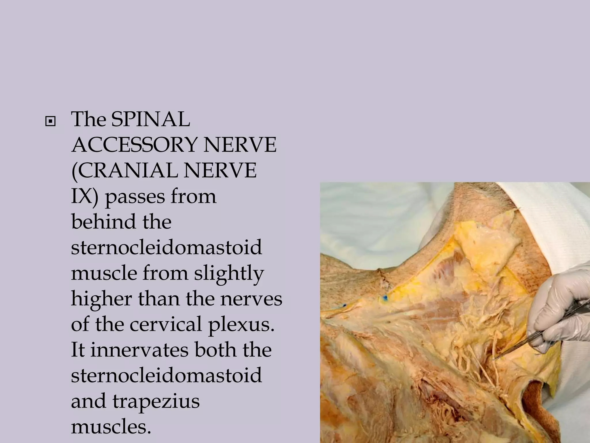 

The SPINAL
ACCESSORY NERVE
(CRANIAL NERVE
IX) passes from
behind the
sternocleidomastoid
muscle from slightly
higher than the nerves
of the cervical plexus.
It innervates both the
sternocleidomastoid
and trapezius
muscles.

 