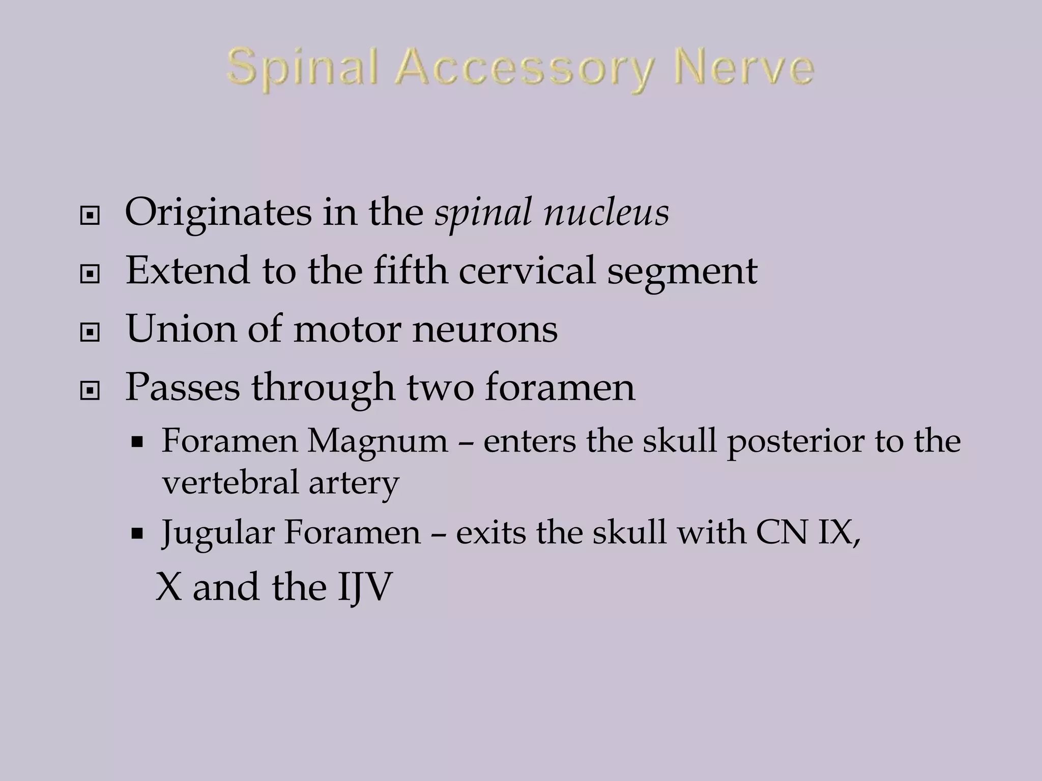 




Originates in the spinal nucleus
Extend to the fifth cervical segment
Union of motor neurons
Passes through two foramen



Foramen Magnum – enters the skull posterior to the
vertebral artery
Jugular Foramen – exits the skull with CN IX,

X and the IJV

 