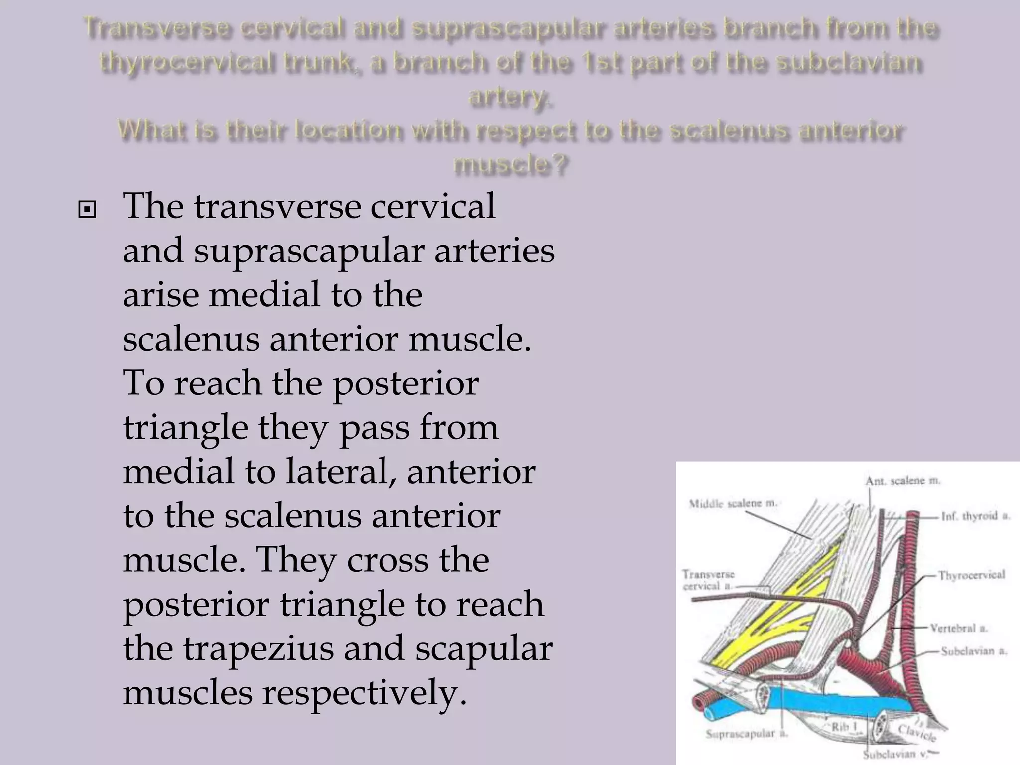 

The transverse cervical
and suprascapular arteries
arise medial to the
scalenus anterior muscle.
To reach the posterior
triangle they pass from
medial to lateral, anterior
to the scalenus anterior
muscle. They cross the
posterior triangle to reach
the trapezius and scapular
muscles respectively.

 