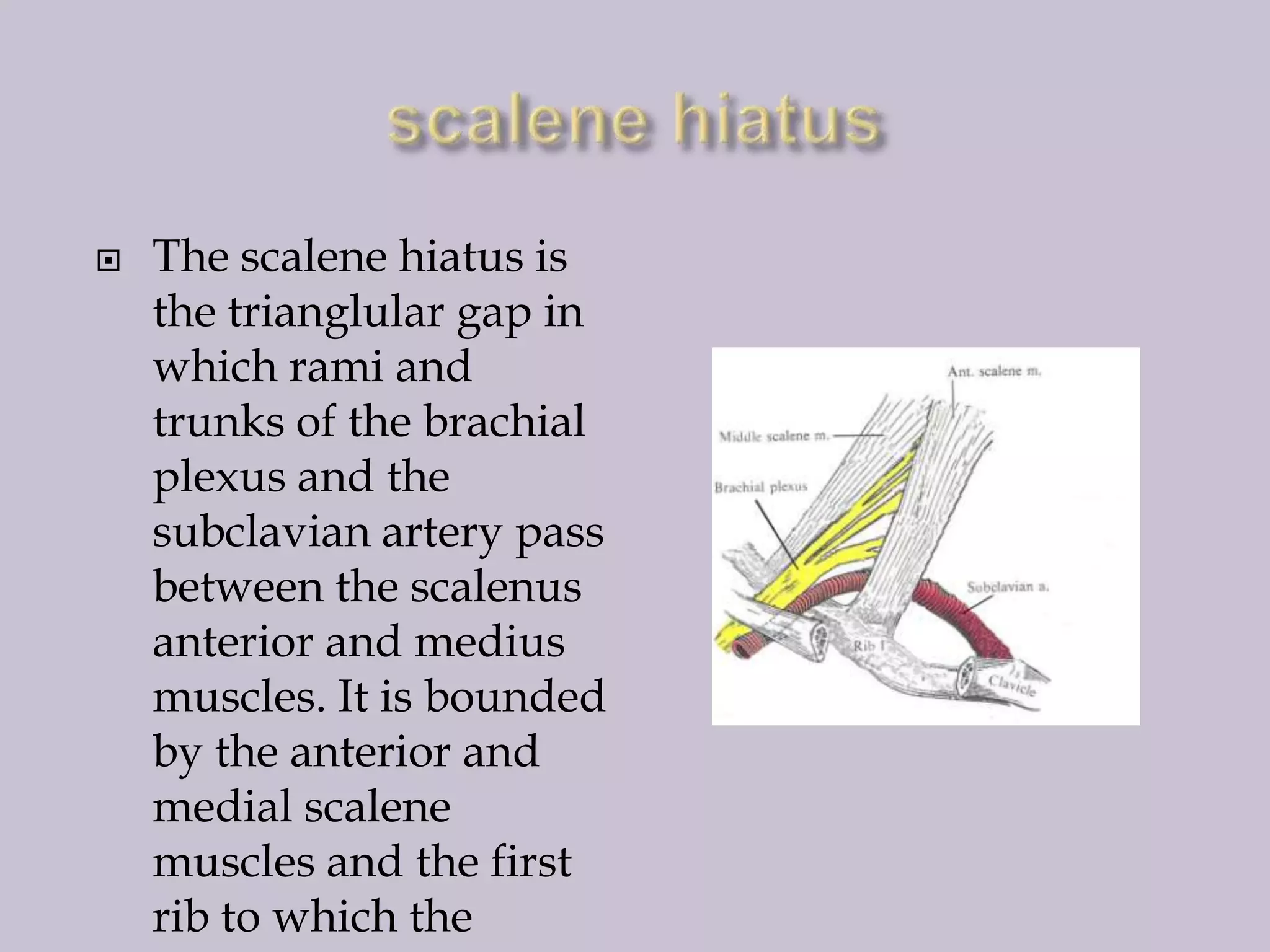 

The scalene hiatus is
the trianglular gap in
which rami and
trunks of the brachial
plexus and the
subclavian artery pass
between the scalenus
anterior and medius
muscles. It is bounded
by the anterior and
medial scalene
muscles and the first
rib to which the

 