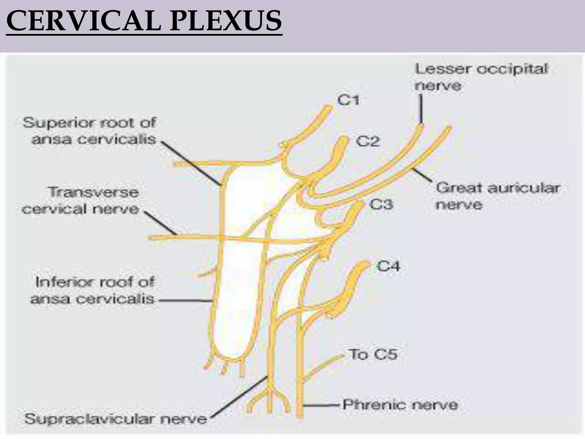CERVICAL PLEXUS

 