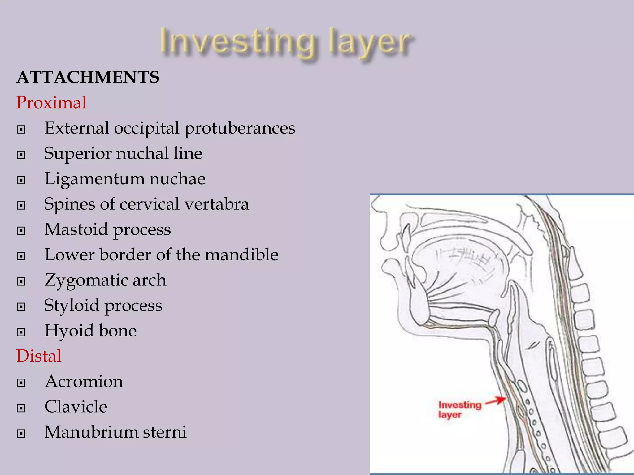 ATTACHMENTS
Proximal

External occipital protuberances

Superior nuchal line

Ligamentum nuchae

Spines of cervical vertabra

Mastoid process

Lower border of the mandible

Zygomatic arch

Styloid process

Hyoid bone
Distal

Acromion

Clavicle

Manubrium sterni

 