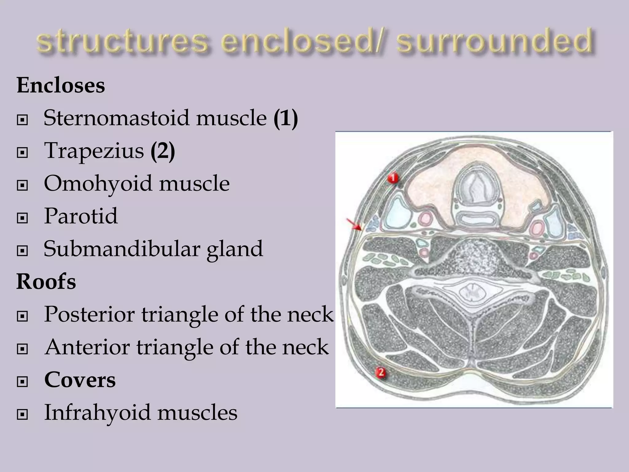 Encloses
 Sternomastoid muscle (1)
 Trapezius (2)
 Omohyoid muscle
 Parotid
 Submandibular gland
Roofs
 Posterior triangle of the neck
 Anterior triangle of the neck
 Covers
 Infrahyoid muscles

 