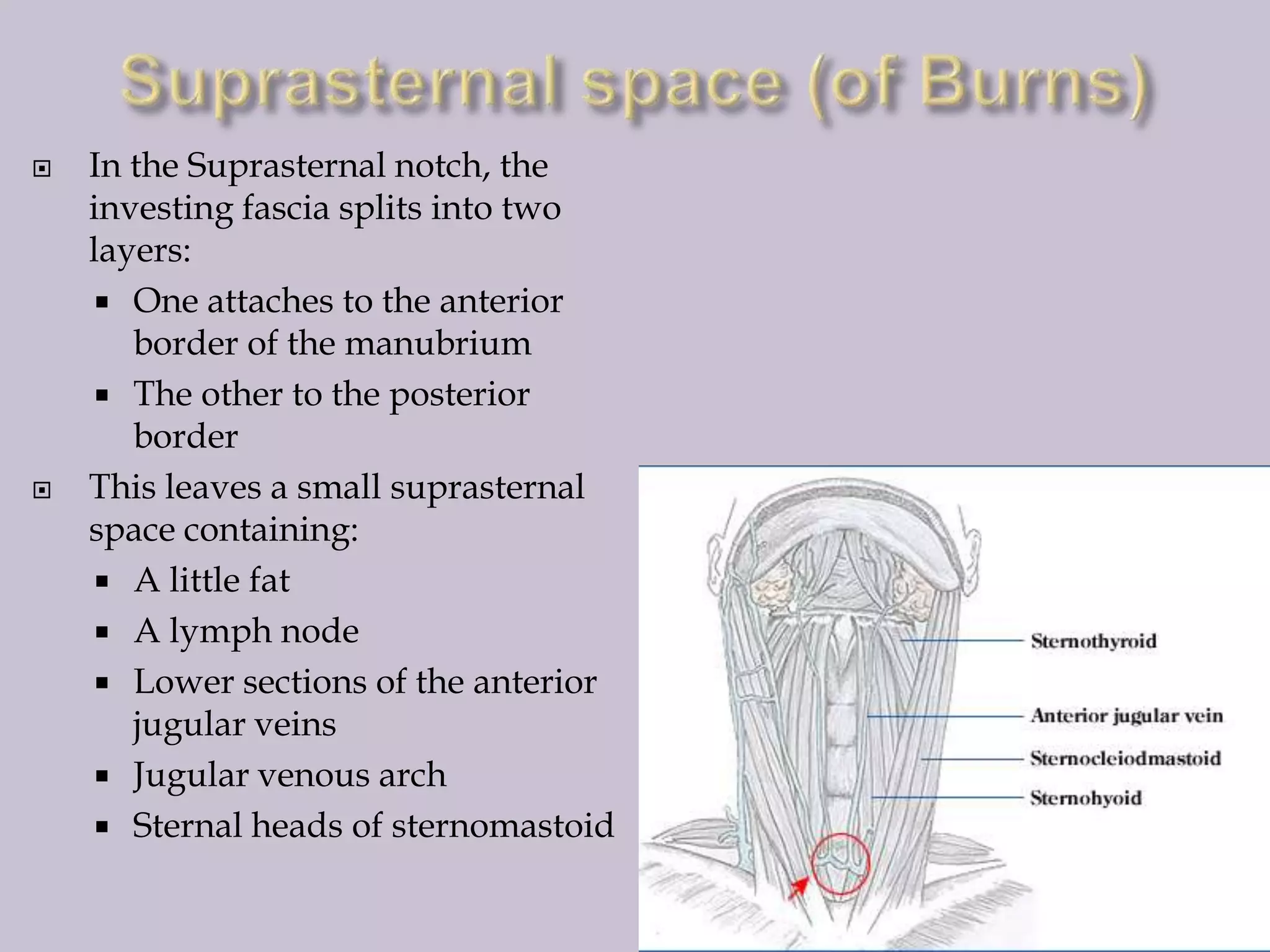 



In the Suprasternal notch, the
investing fascia splits into two
layers:
 One attaches to the anterior
border of the manubrium
 The other to the posterior
border
This leaves a small suprasternal
space containing:
 A little fat
 A lymph node
 Lower sections of the anterior
jugular veins
 Jugular venous arch
 Sternal heads of sternomastoid

 