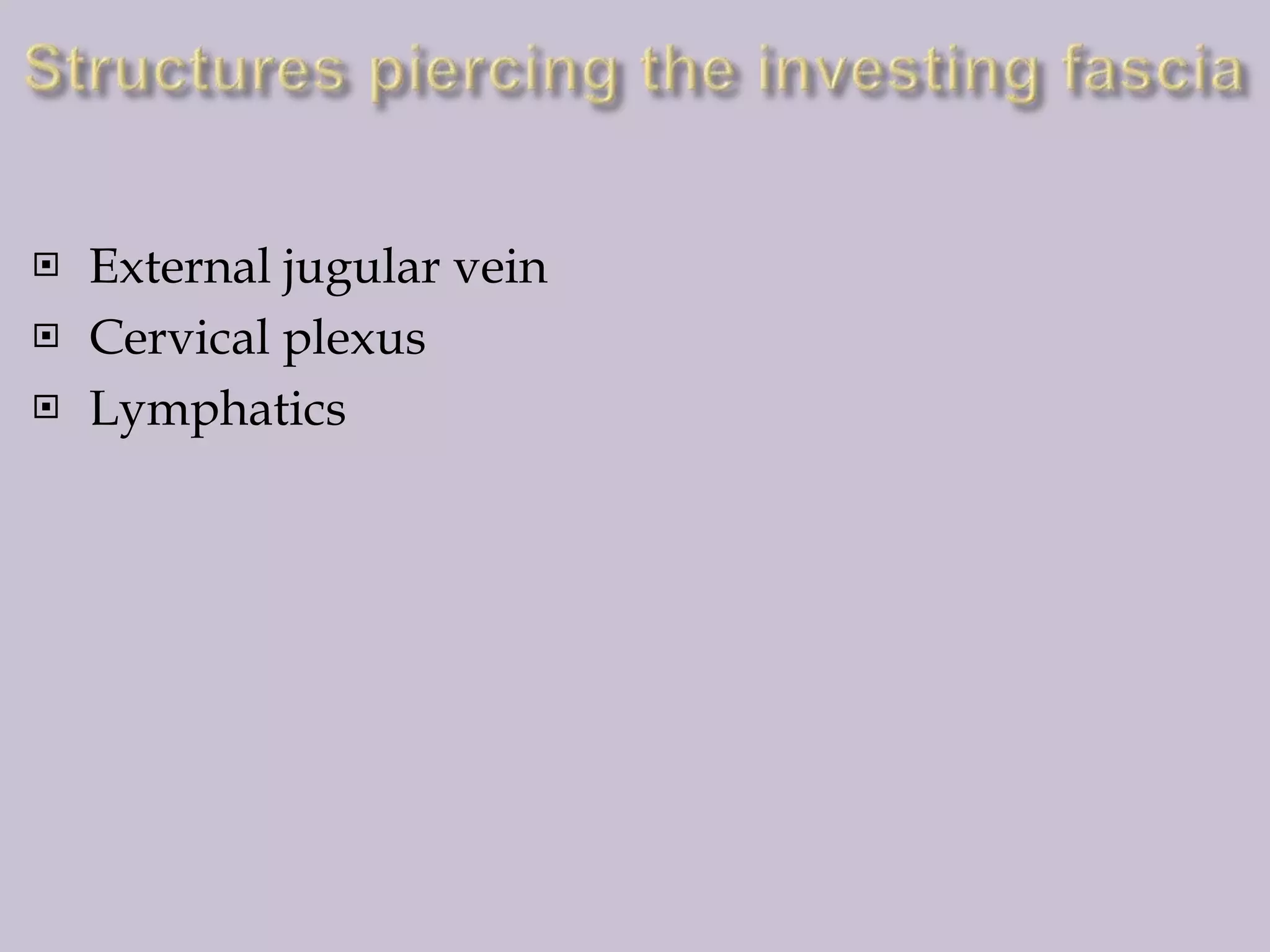 




External jugular vein
Cervical plexus
Lymphatics

 