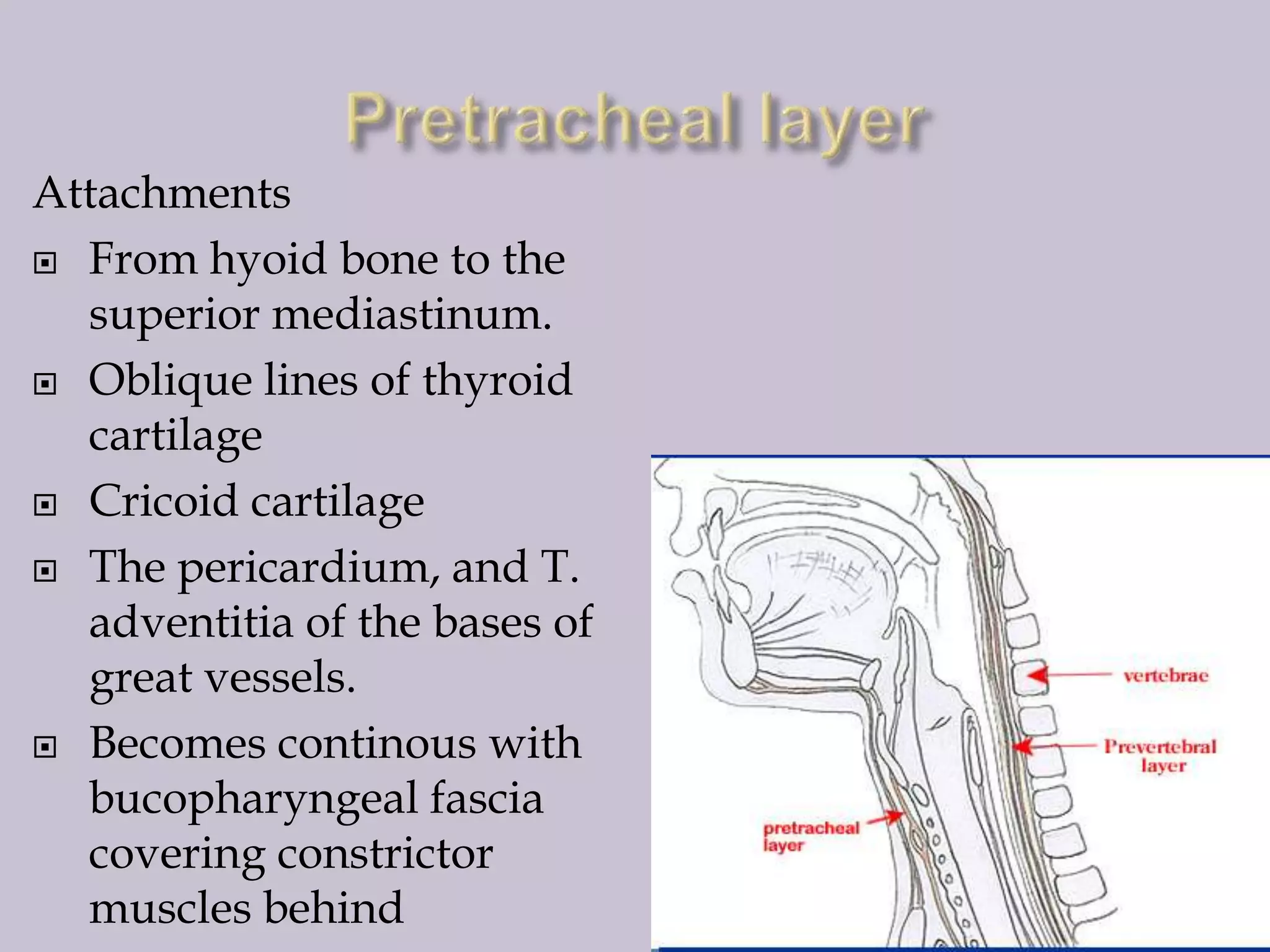 Attachments
 From hyoid bone to the
superior mediastinum.
 Oblique lines of thyroid
cartilage
 Cricoid cartilage
 The pericardium, and T.
adventitia of the bases of
great vessels.
 Becomes continous with
bucopharyngeal fascia
covering constrictor
muscles behind

 