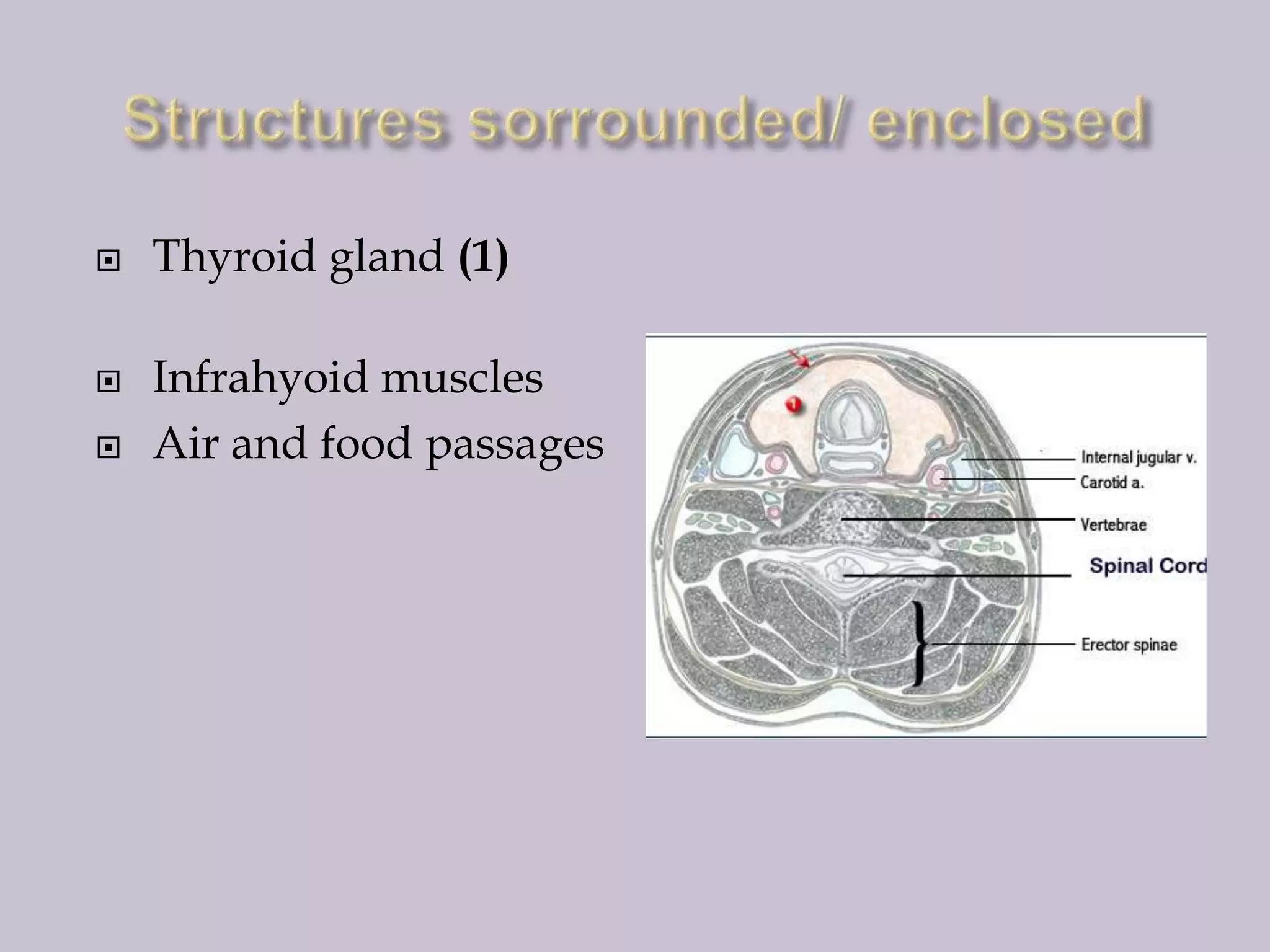 




Thyroid gland (1)
Infrahyoid muscles
Air and food passages

 