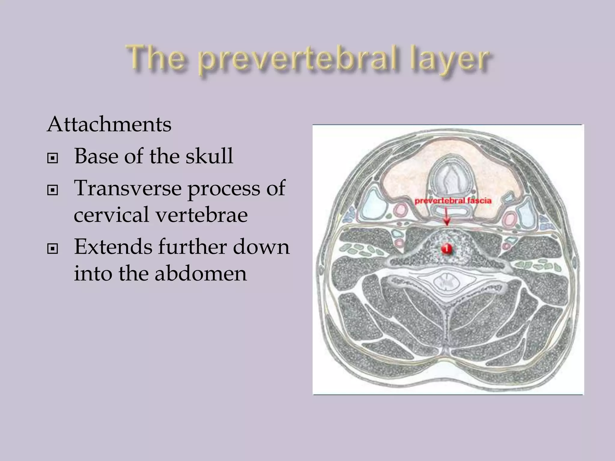 Attachments
 Base of the skull
 Transverse process of
cervical vertebrae
 Extends further down
into the abdomen

 