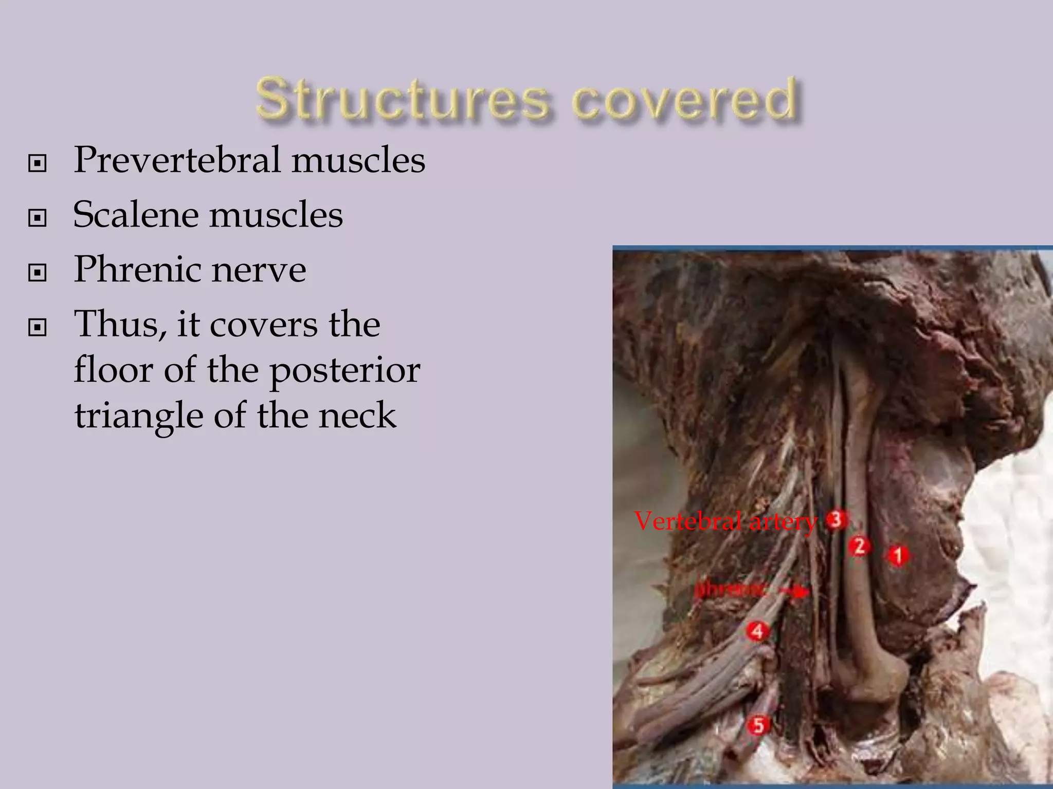 




Prevertebral muscles
Scalene muscles
Phrenic nerve
Thus, it covers the
floor of the posterior
triangle of the neck
Vertebral artery

 