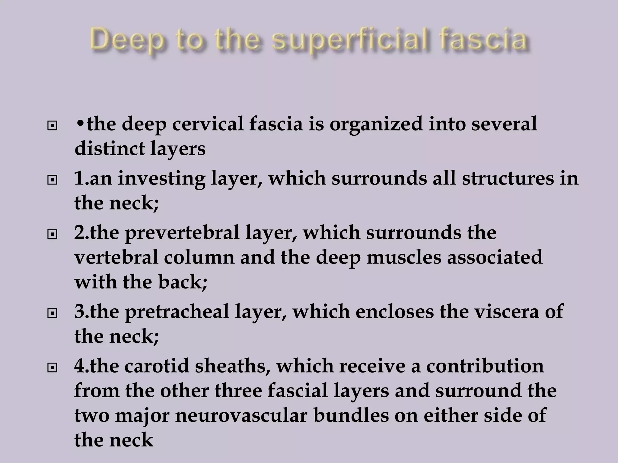 









•the deep cervical fascia is organized into several
distinct layers
1.an investing layer, which surrounds all structures in
the neck;
2.the prevertebral layer, which surrounds the
vertebral column and the deep muscles associated
with the back;
3.the pretracheal layer, which encloses the viscera of
the neck;
4.the carotid sheaths, which receive a contribution
from the other three fascial layers and surround the
two major neurovascular bundles on either side of
the neck

 