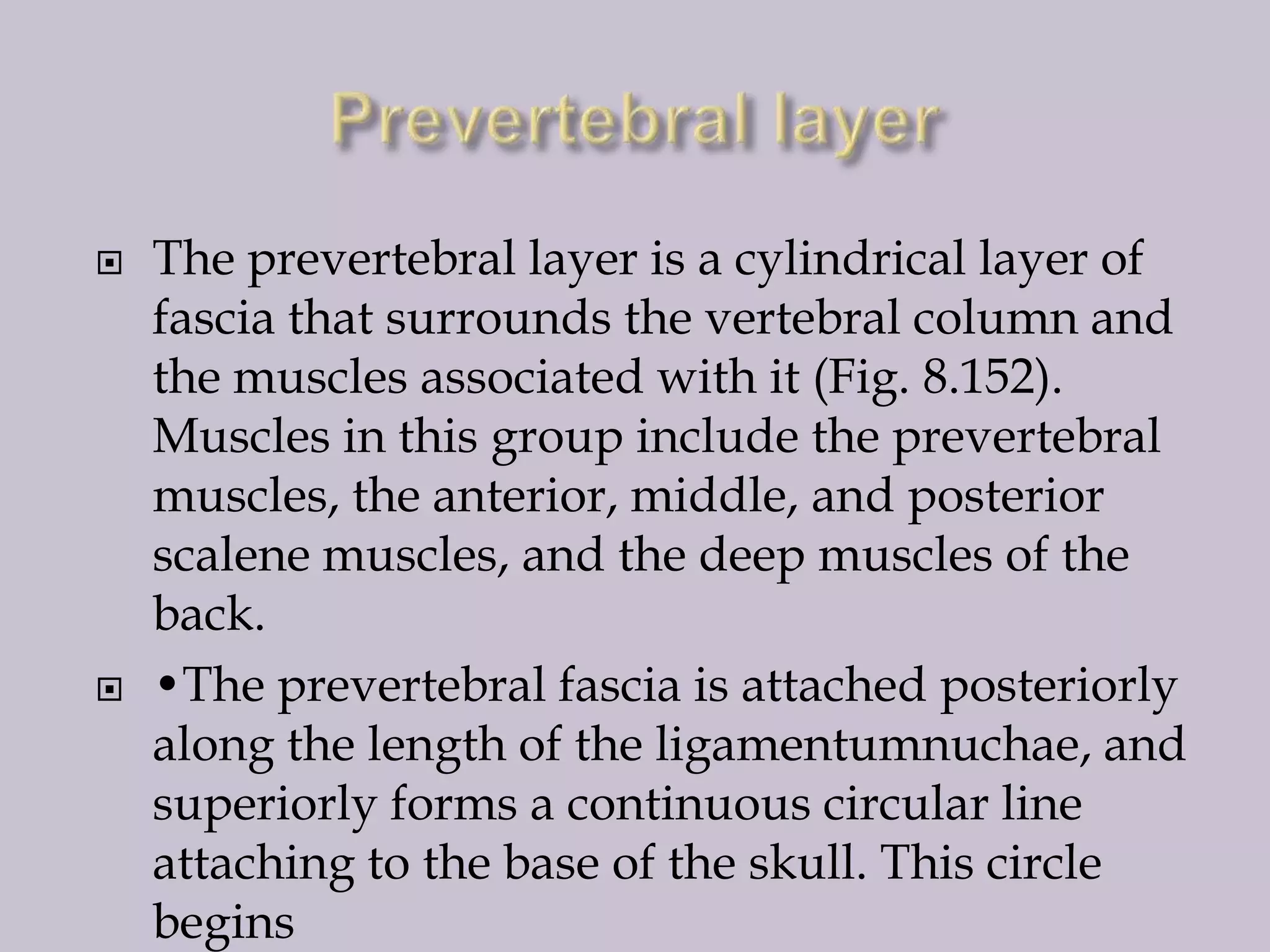 



The prevertebral layer is a cylindrical layer of
fascia that surrounds the vertebral column and
the muscles associated with it (Fig. 8.152).
Muscles in this group include the prevertebral
muscles, the anterior, middle, and posterior
scalene muscles, and the deep muscles of the
back.
•The prevertebral fascia is attached posteriorly
along the length of the ligamentumnuchae, and
superiorly forms a continuous circular line
attaching to the base of the skull. This circle
begins

 