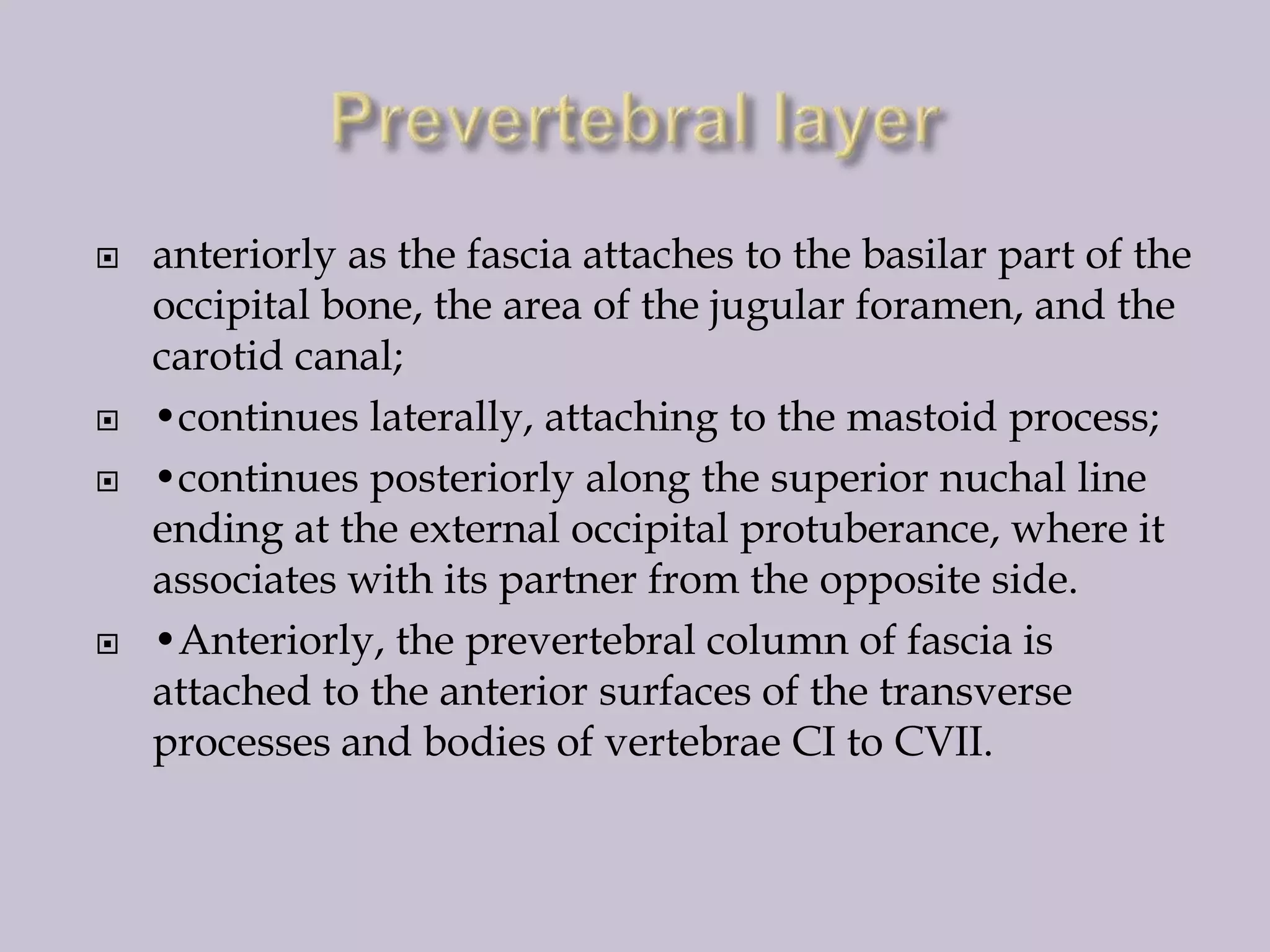 






anteriorly as the fascia attaches to the basilar part of the
occipital bone, the area of the jugular foramen, and the
carotid canal;
•continues laterally, attaching to the mastoid process;
•continues posteriorly along the superior nuchal line
ending at the external occipital protuberance, where it
associates with its partner from the opposite side.
•Anteriorly, the prevertebral column of fascia is
attached to the anterior surfaces of the transverse
processes and bodies of vertebrae CI to CVII.

 