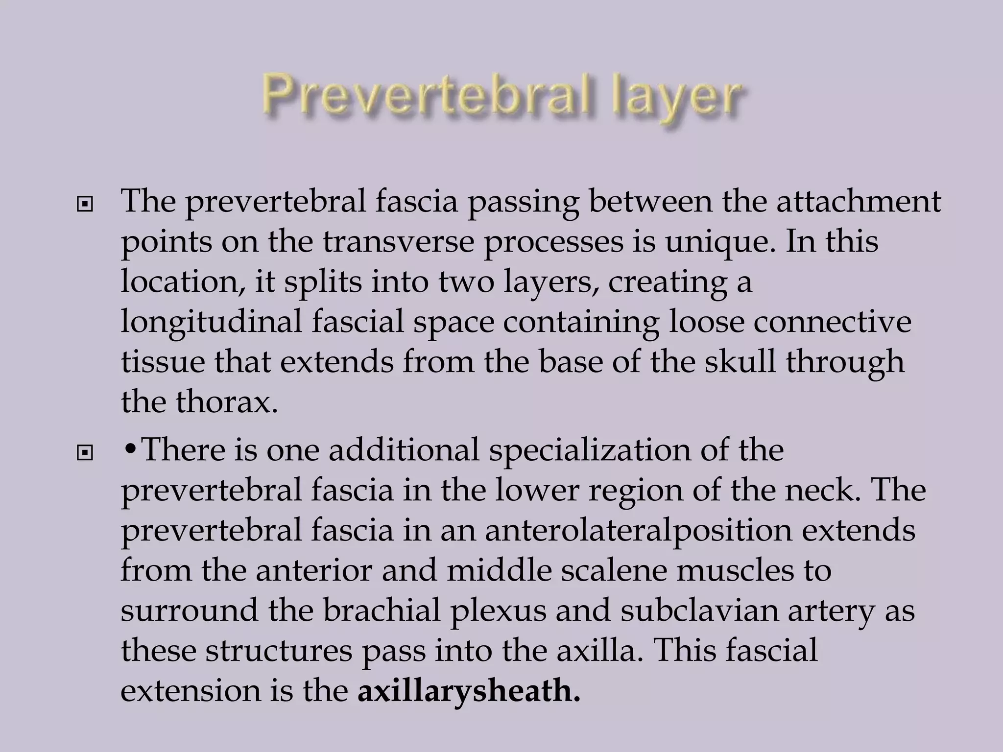 



The prevertebral fascia passing between the attachment
points on the transverse processes is unique. In this
location, it splits into two layers, creating a
longitudinal fascial space containing loose connective
tissue that extends from the base of the skull through
the thorax.
•There is one additional specialization of the
prevertebral fascia in the lower region of the neck. The
prevertebral fascia in an anterolateralposition extends
from the anterior and middle scalene muscles to
surround the brachial plexus and subclavian artery as
these structures pass into the axilla. This fascial
extension is the axillarysheath.

 