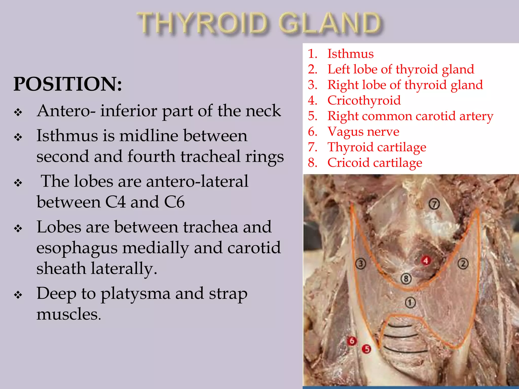 POSITION:










Antero- inferior part of the neck
Isthmus is midline between
second and fourth tracheal rings
The lobes are antero-lateral
between C4 and C6
Lobes are between trachea and
esophagus medially and carotid
sheath laterally.
Deep to platysma and strap
muscles.

1.
2.
3.
4.
5.
6.
7.
8.

Isthmus
Left lobe of thyroid gland
Right lobe of thyroid gland
Cricothyroid
Right common carotid artery
Vagus nerve
Thyroid cartilage
Cricoid cartilage

 