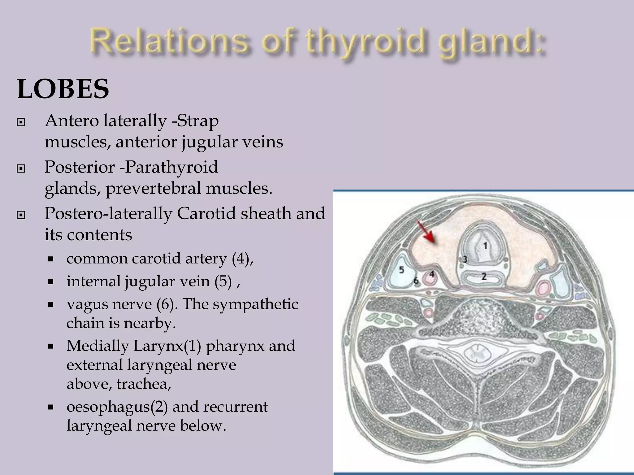 LOBES






Antero laterally -Strap
muscles, anterior jugular veins
Posterior -Parathyroid
glands, prevertebral muscles.
Postero-laterally Carotid sheath and
its contents







common carotid artery (4),
internal jugular vein (5) ,
vagus nerve (6). The sympathetic
chain is nearby.
Medially Larynx(1) pharynx and
external laryngeal nerve
above, trachea,
oesophagus(2) and recurrent
laryngeal nerve below.

 