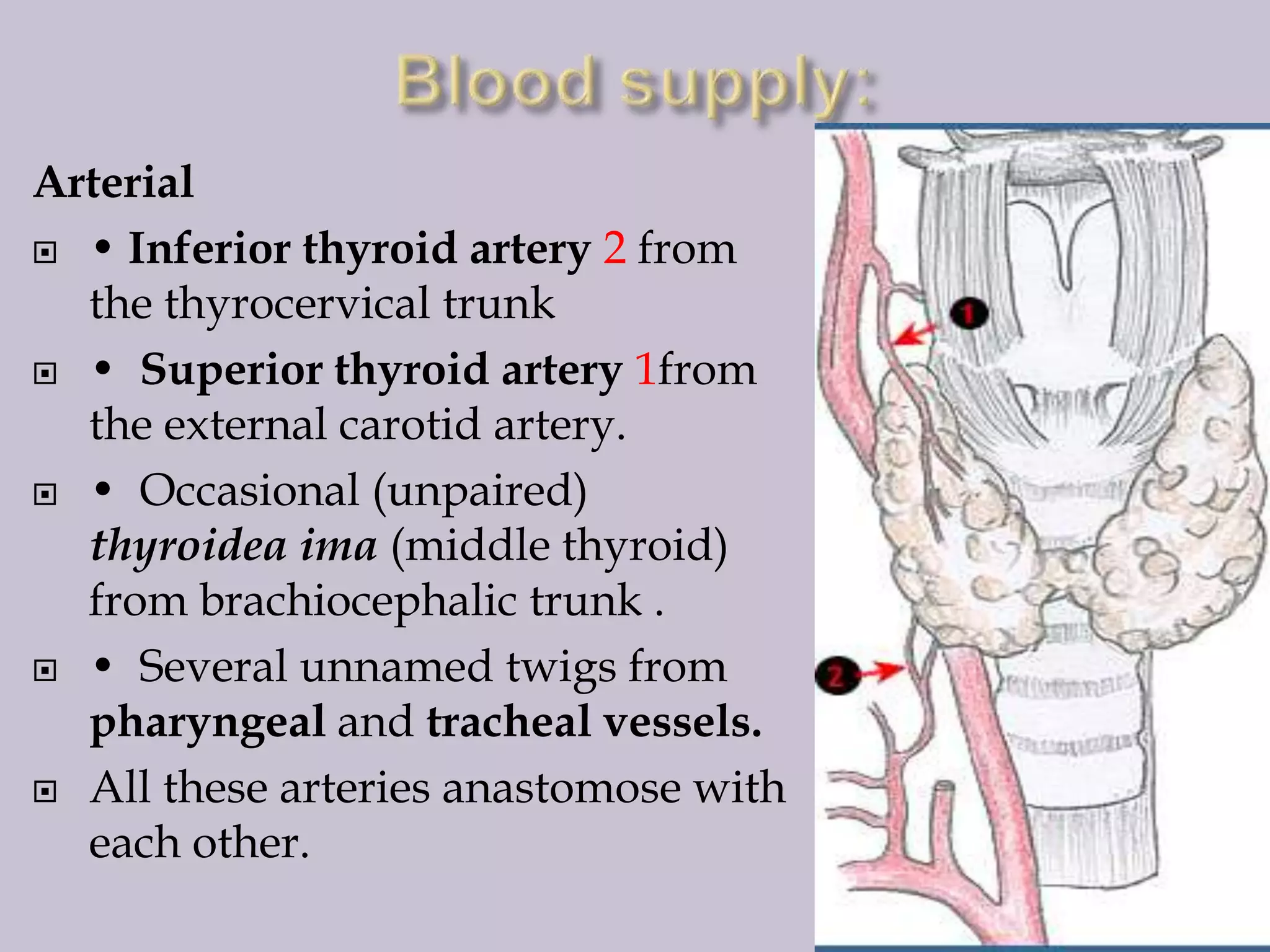 Arterial
 • Inferior thyroid artery 2 from
the thyrocervical trunk
 • Superior thyroid artery 1from
the external carotid artery.
 • Occasional (unpaired)
thyroidea ima (middle thyroid)
from brachiocephalic trunk .
 • Several unnamed twigs from
pharyngeal and tracheal vessels.
 All these arteries anastomose with
each other.

 