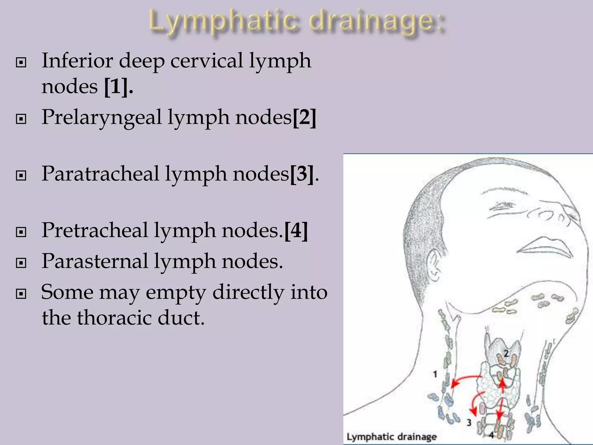 

Inferior deep cervical lymph
nodes [1].
Prelaryngeal lymph nodes[2]



Paratracheal lymph nodes[3].








Pretracheal lymph nodes.[4]
Parasternal lymph nodes.
Some may empty directly into
the thoracic duct.

 