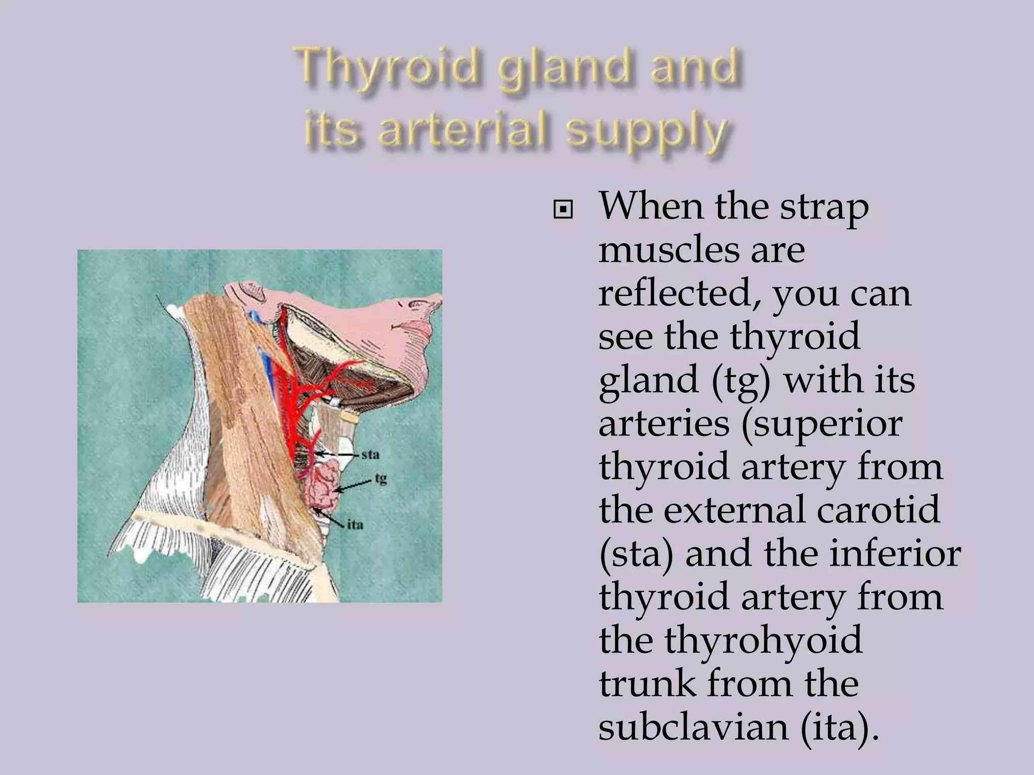 

When the strap
muscles are
reflected, you can
see the thyroid
gland (tg) with its
arteries (superior
thyroid artery from
the external carotid
(sta) and the inferior
thyroid artery from
the thyrohyoid
trunk from the
subclavian (ita).

 